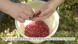 Alta - The lingonberry land