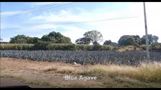 Traveling from Jesus Maria to Arandas - Tequila Country