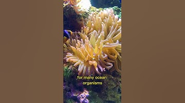 The Living Wonders of Coral Reefs: A Delicate Balance of Life and Beauty