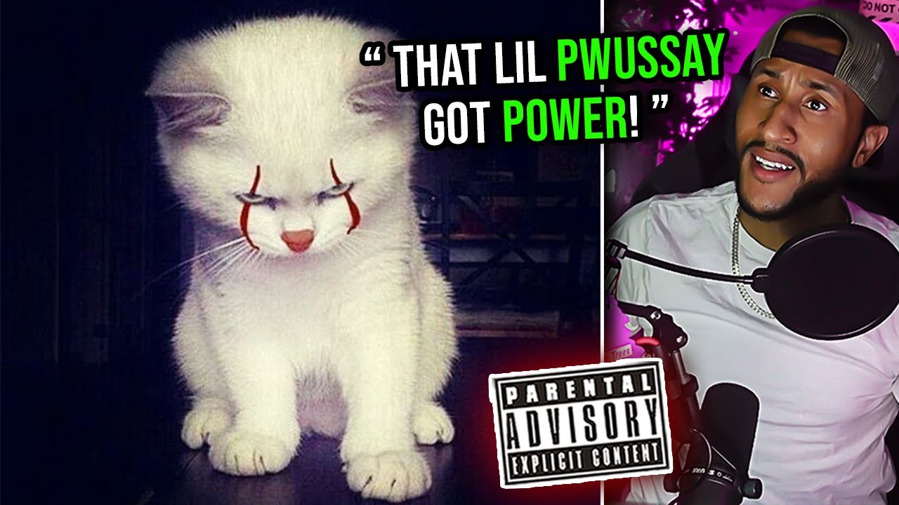 Why You SHOULD Own A Cat 