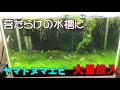 流石にもう無理！苔だらけの水槽にヤマトヌマエビで苔対策　タイムラプスで見てみた