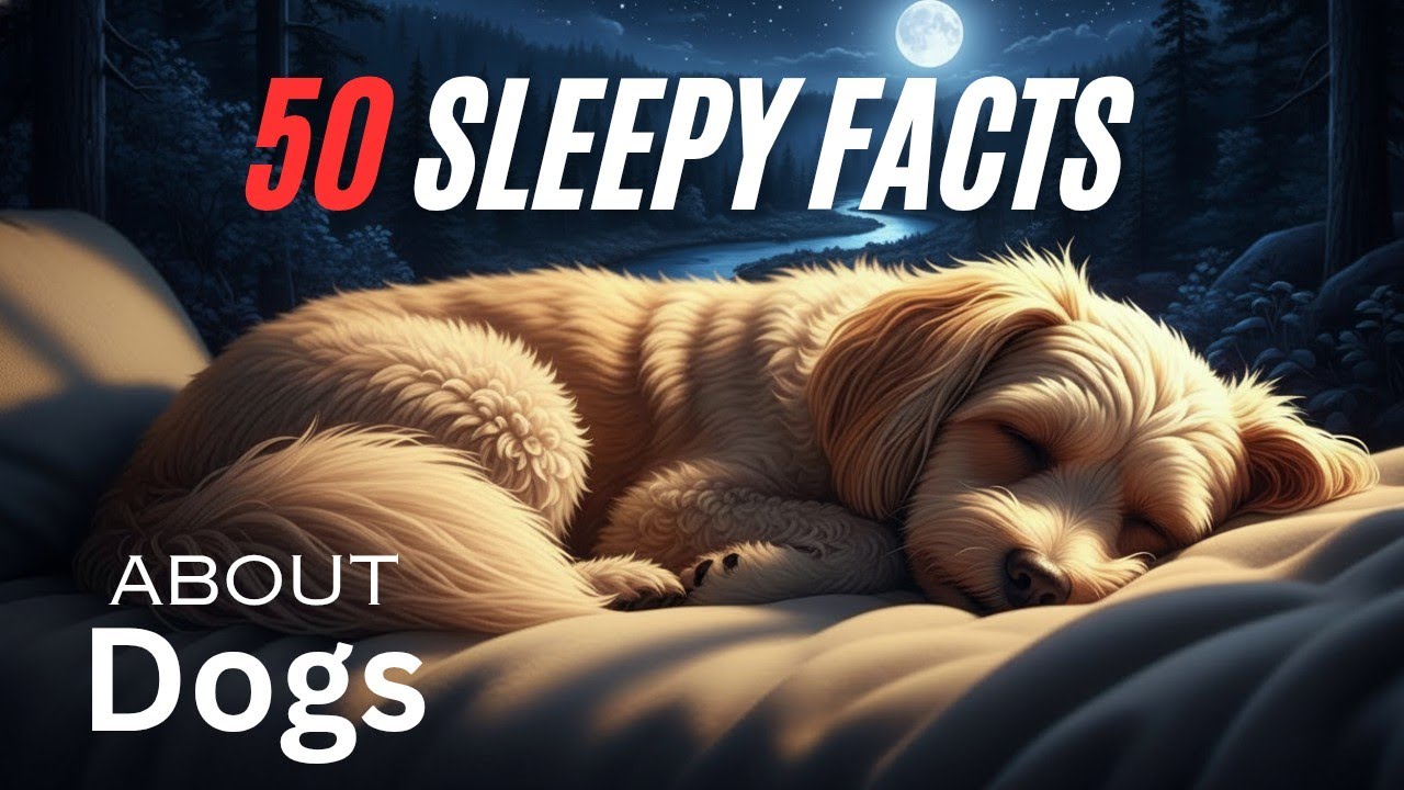 The Most Relaxing Facts About Dogs | to Fall Asleep
