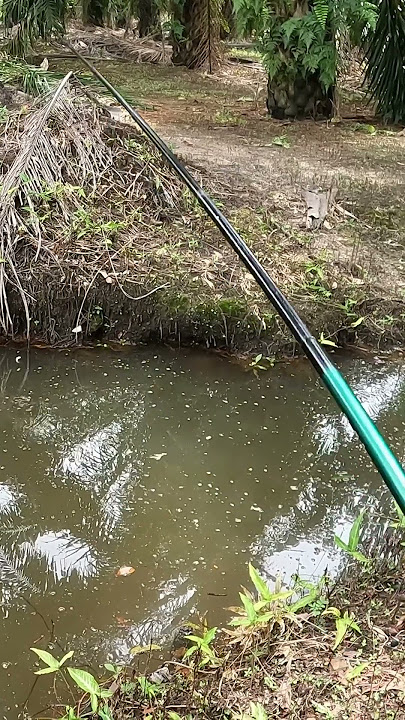 mancing ikan seluang/wader #mancing #mancingikan #mancingwader