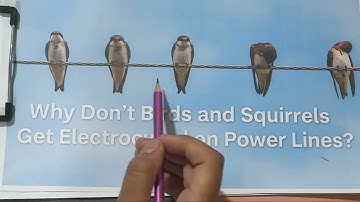 Why Don’t Birds and Squirrels Get Electrocuted on Power Lines? | Real Electrical Concept Explained