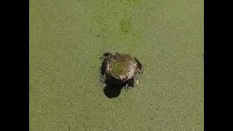 Crocodiles don’t like drones! #shorts #shorts #shorts