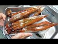 釣ったヤリイカを一夜干しにして七輪で焼いて食べる！