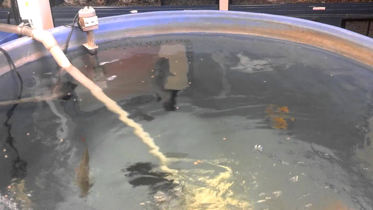 400 gallon stock tank feeding