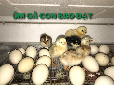 Video Úm gà con ko cần gà mái hiệu quả 95%phần 1 - youtube