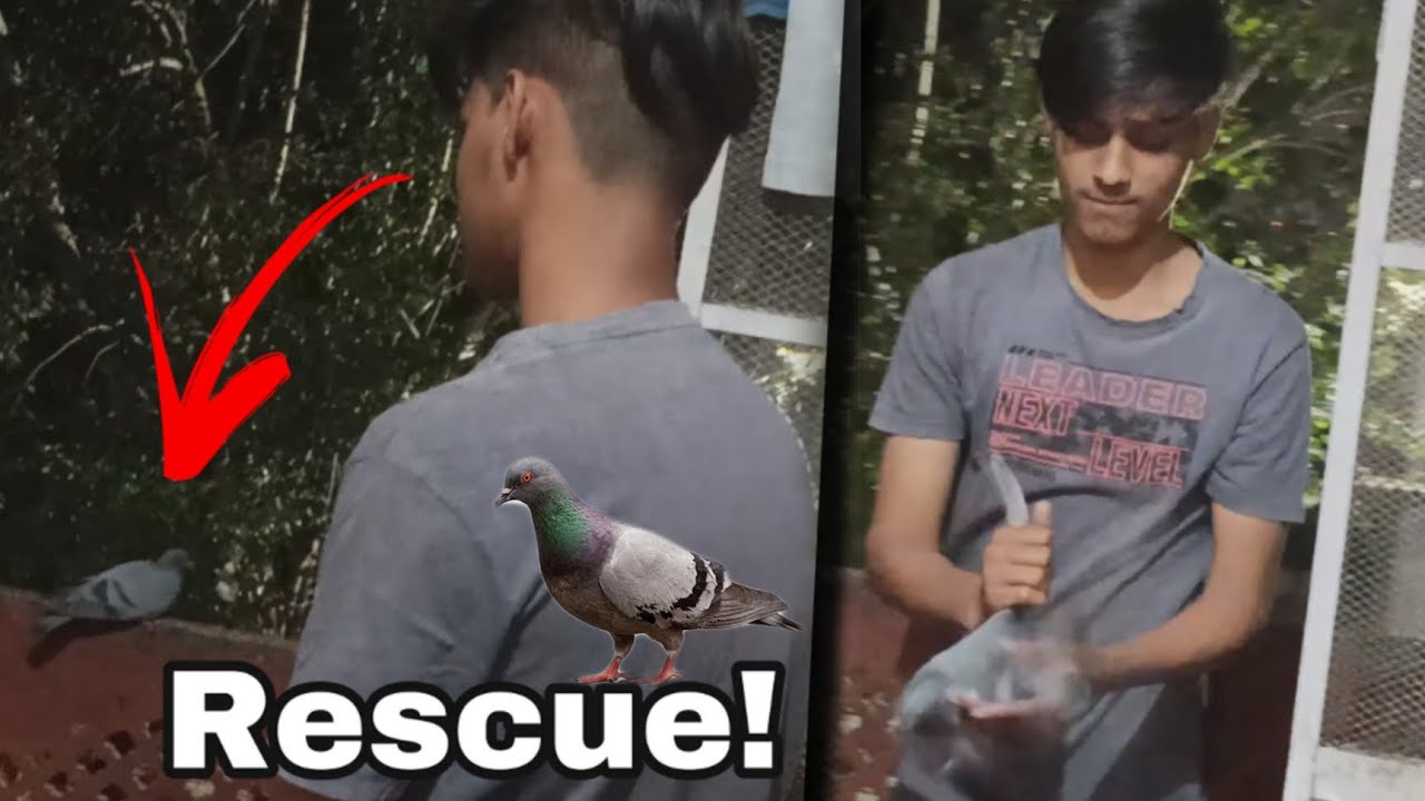Rescue !  A Desi pigeon  🕊️🐦 || vlog 341