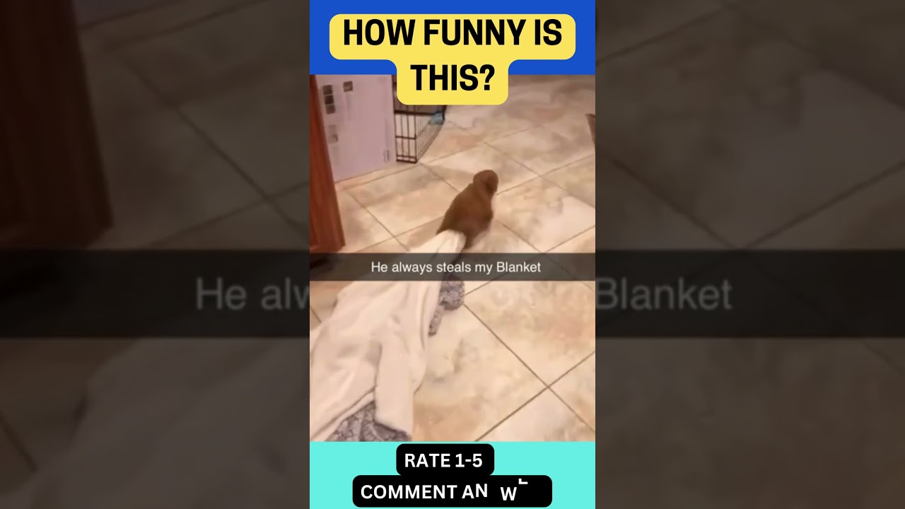 DOG STEALS BLANKET FROM OWNER