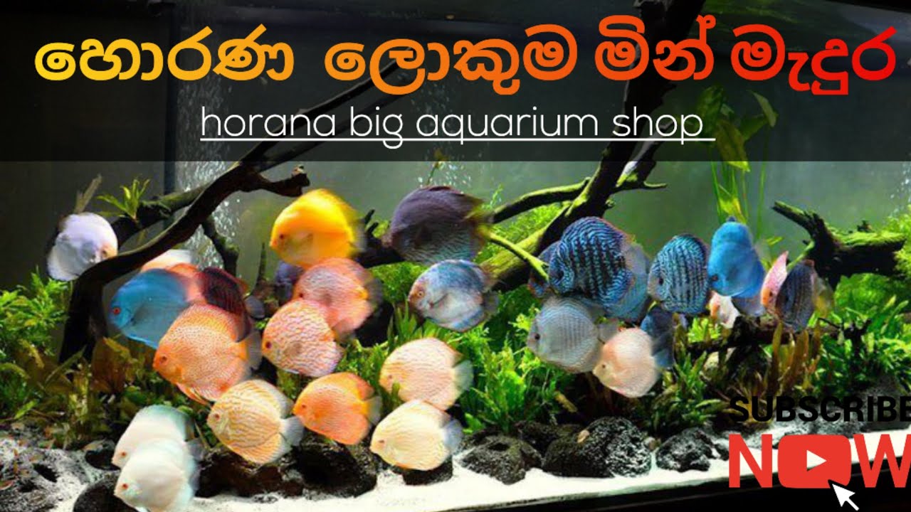 හොරණ ලොකුම මින් මැදුර(horana lokuma malu kade) 