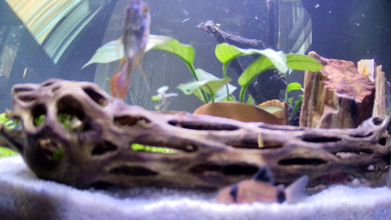 Shrimp Tank Live! 1080p