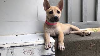 His funny puppy and cute expression by Pet Adoption Center 14,423 views 1 year ago 3 minutes, 44 seconds