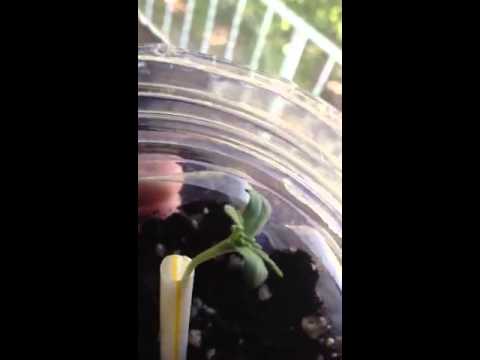 weed grinder Petite plante de marijuanna