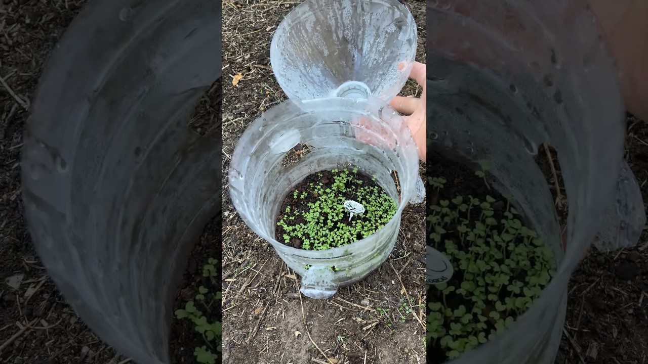 Acelerar Almácigos - Invernáculo Botella