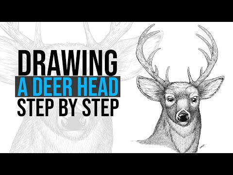 How To Draw A Realistic Deer Head In A Line Art Style