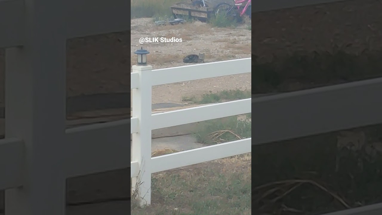 Cat Loaf Spotted in the Woild