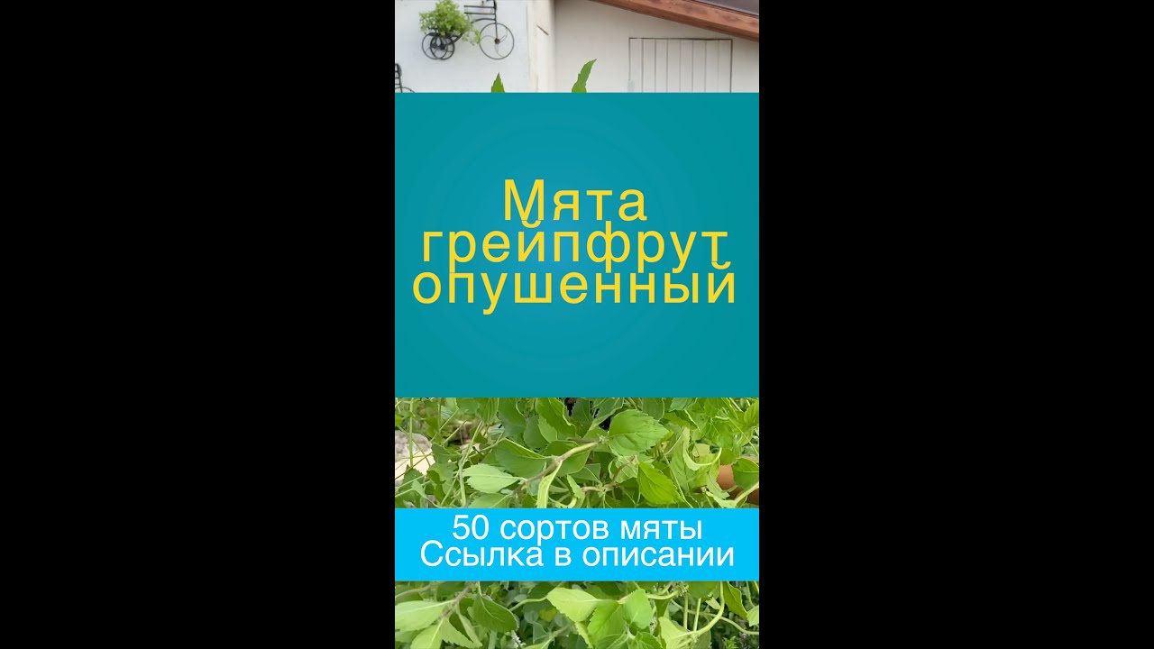 Мята грейпфрут опушенный 