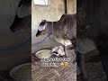 #saveanimals #cow #animals #shortsyoutube