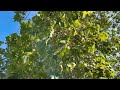 nothing phone 2a 4k