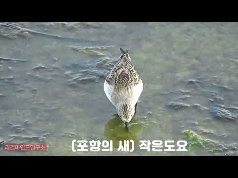 (<strong>포항의</strong> 새) 작은도요, Little Stint