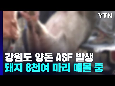 강원 춘천서 이틀째 아프리카 돼지 열병...감염 확산하나 / YTN