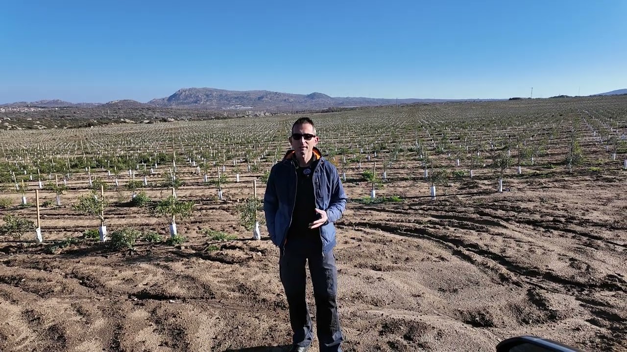 Arbequina Zeytinde, kış mücadelesi nasıl yapılır? Arbequina kaç derece soğuğa dayanır?