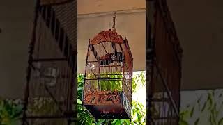 Download Lagu Kenari Panda hasil masteran blacktrouth MP3