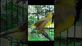 Download Lagu sogon gacor ngleper jahat MP3