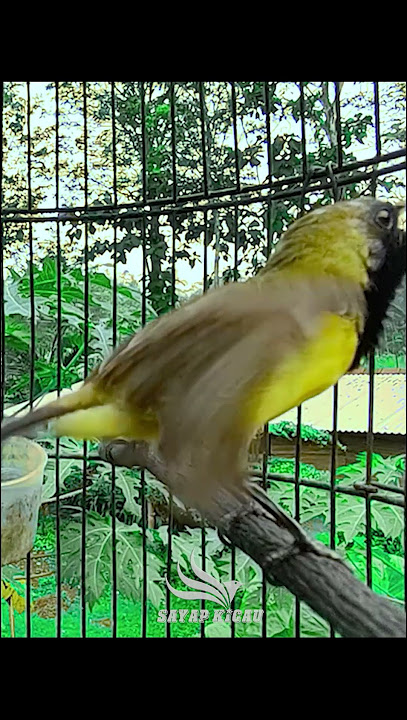 sogon gacor ngleper jahat