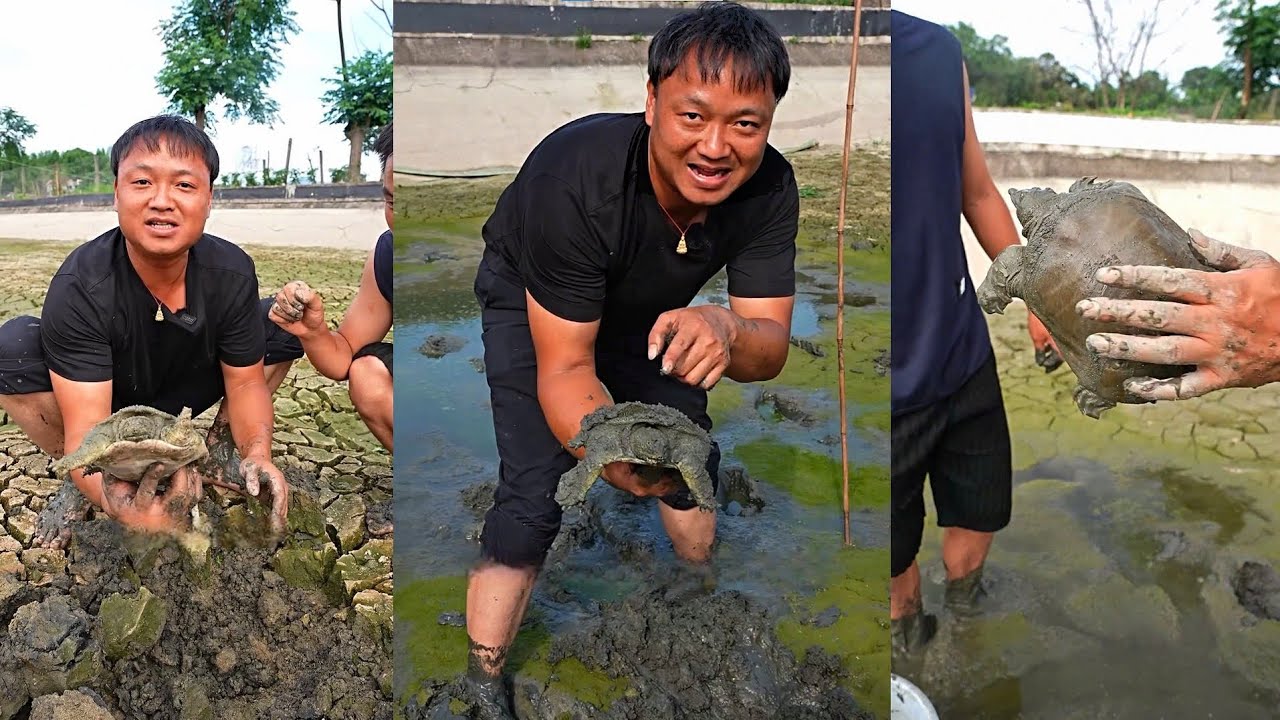 Chi 300 tệ mua ao ba ba đã cạn nước, rốt cuộc bên trong còn con ba ba nào không