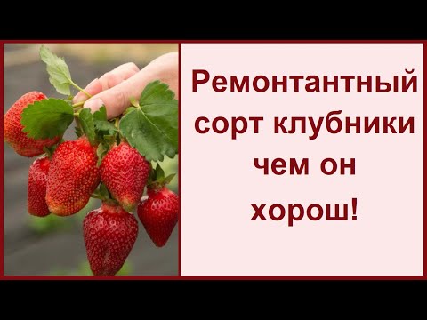 Вопрос: Какие сорта клубники устойчивы к антрактнозу?