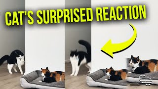 Cat Have a ”Did You Just See That” Reaction Toward Another That Jumped Side Ways Randomly