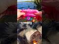 Learn Animal Names for Kids at the Lake: Pig Crocodile Capybara Meerkat Bearded Dragon
