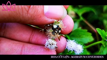 Hoa Cứt Lợn-Tên khoa học: Ageratum conyzoides