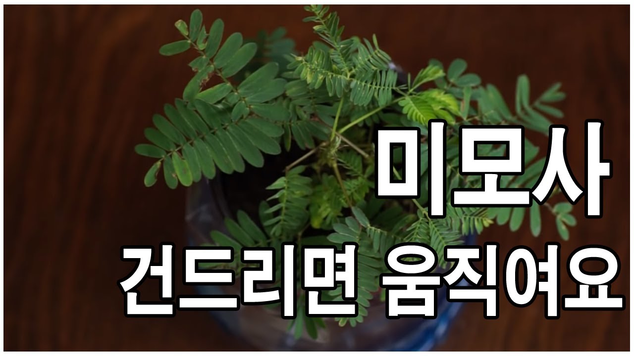 미모사-잎건들면 움직이는 식물 -Mimosa Pudica - The Sensitive Plant - YouTube