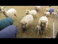 Sheep voices