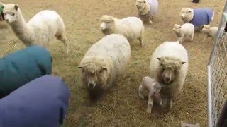 Sheep Voices