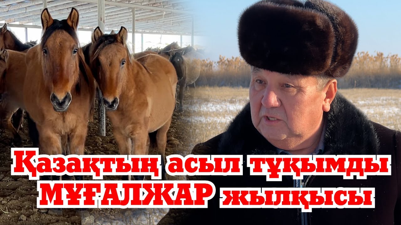 Асыл тұқымды Бақанас-Мұғалжар ат зауыты