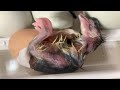 Chicken Egg Hatching Video (Uncut)