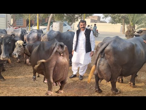 World Top Nili Ravi Buffalo Breeder Haji Shaukat Doggar of Multan