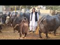 World top nili ravi buffalo breeder haji shaukat doggar of multan