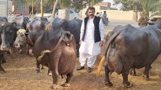 World Top Nili Ravi Buffalo Breeder Haji Shaukat Doggar of Multan