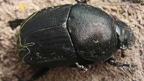 Nocturnal Animals Use the Stars and Milky Way as Personal GPS