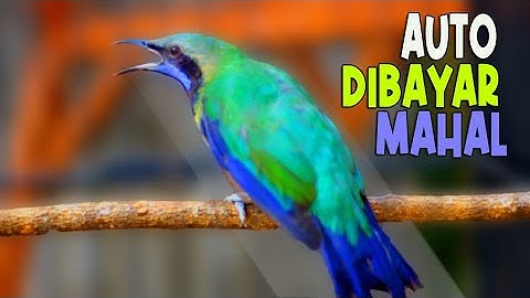 Tembakan Ganas Cucak Cungkok Bikin Mental Lawan Jatuh