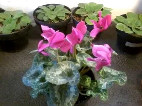 Video: Pot Cyclamen Plants - Cara Menanam Cyclamen Dalam Pot Di Luar