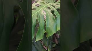 Love humounguous size Monstera Plant lover fenestation leave photography shorts video @margaretchiew
