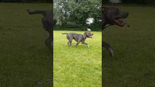 Tango And Cash Running