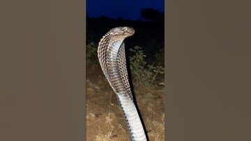 black snake sounds  #shorts #short #viral #funny#viralreels#shortsvideos #villagesnake