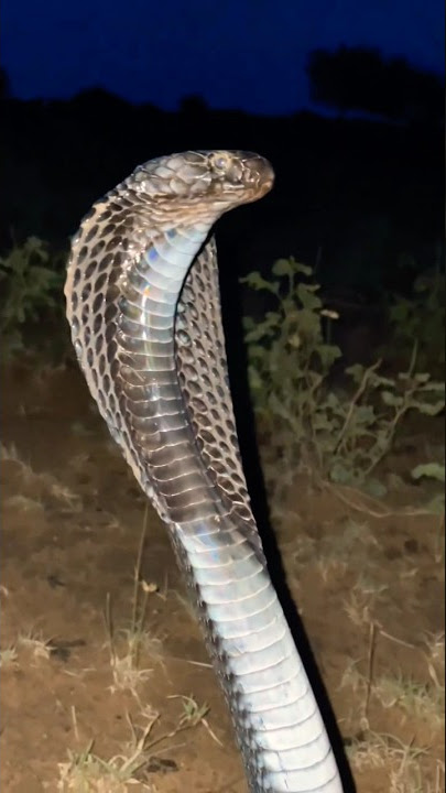 black snake sounds  #shorts #short #viral #funny#viralreels#shortsvideos #villagesnake